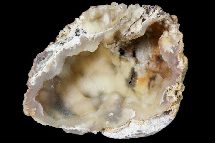 Agatized Fossil Coral Geode - Florida #82987